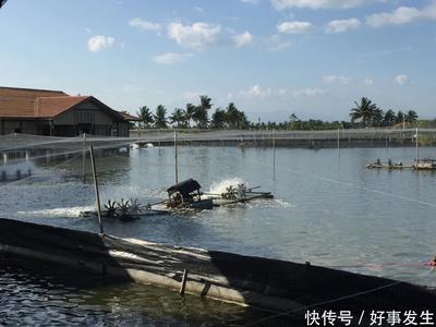 水产养殖场臭味如何解决?除臭剂帮助你解决难题