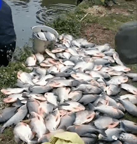 心疼 大量海水鱼被冻死,寒潮肆虐,水产养殖迎来严峻挑战