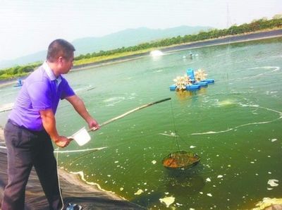 夏季倒藻预防早知道,水产养殖养的好