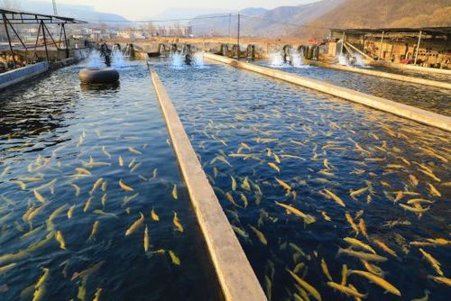 河北沙河 特种水产养殖促农民增收