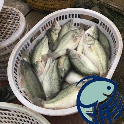 港兴水产养殖场加洲鲈鲈板七星鲈鲈鱼水花贵州淡水鲈鱼水花苗批发价格