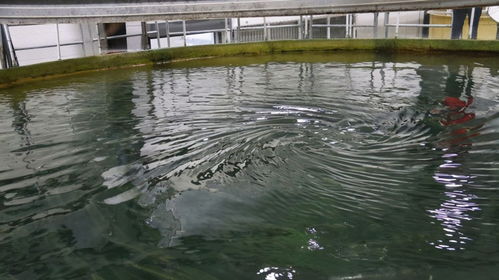 水产养殖中微生物是唯一分解有机残骸的角色吗