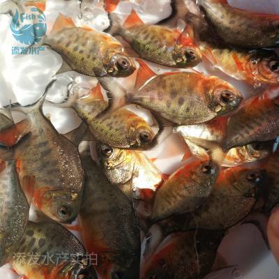 添发养殖场直批淡水白鲳鱼苗 鲳鱼苗 红鲳鱼苗 淡水养殖 活体鱼苗
