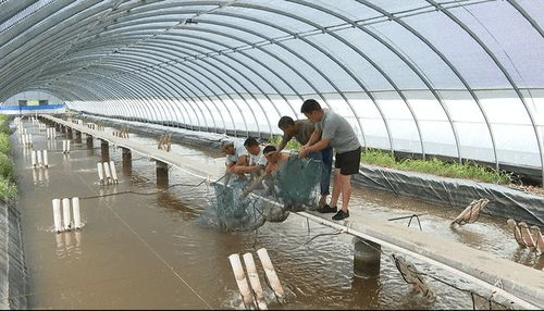 韶山韶河生态水产养殖基地南美白对虾上市热销
