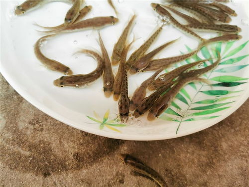 四平泥鳅苗批发报价 活泼水产养殖 正规泥鳅苗批发报价高清图片 高清大图