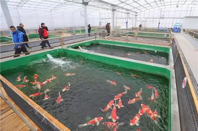 沪上最大规模锦鲤养殖基地落户松江泖港