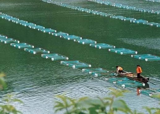 水产养殖高温投喂多些好还是少点好 池塘倒藻该如何投喂