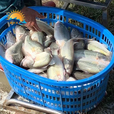 清远加州鲈鱼苗养殖厂【港兴水产】大口黑鲈鱼苗批发价格