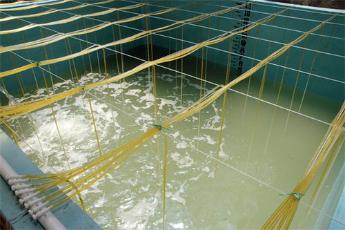 沸石粉在水产养殖中有哪些作用 附使用注意事项