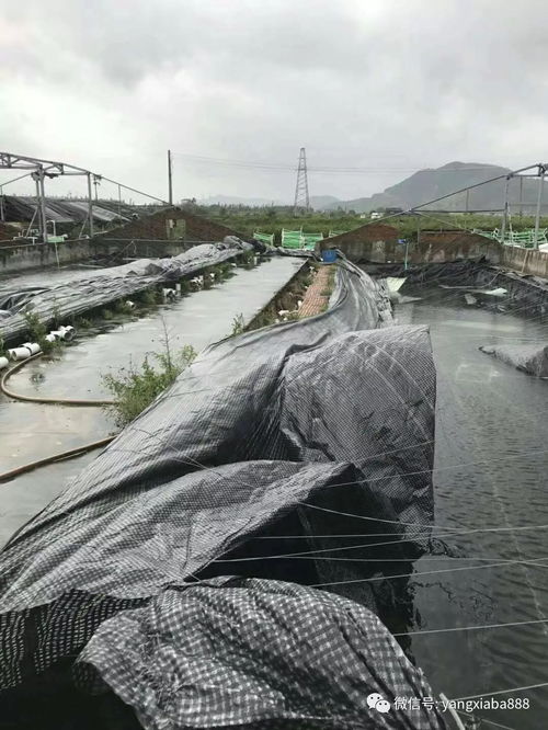 台风 山竹 来袭,现场恐怖,鱼虾外逃,海水倒灌 更重要的是后跟着一个台风... 损失惨重