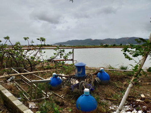 金湾水产养殖户 山竹 造成的损失并不大