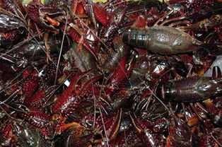 九宫格专注中小企业网络营销,致力推动民辉特种水产养殖公司的互联网 ,转发有礼,欢迎支持我一下