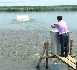 北塘水产养殖丰收在望