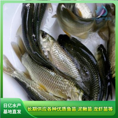 产品图片_广州市花都区赤坭日亿水产鱼苗养殖场