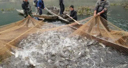 大量养殖废水进入鱼塘导致水质过肥低成本处理技术,水质不黑不臭正常养鱼丰产