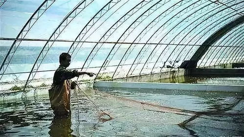 智慧渔业 引领水产养殖新篇章