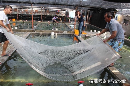 福建渔民养殖奇特海马 干制品高价畅销背后的生态与经济价值