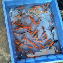 锦鲤鱼苗的水产养殖技术与要点