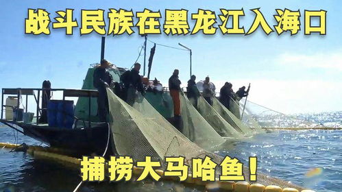 战斗民族在黑龙江入海口,模捕捞大马哈鱼 建立马哈鱼加工厂