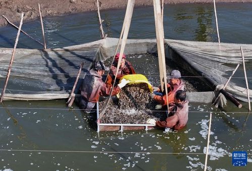 河北 特色水产养殖助增收